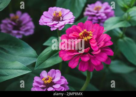 Rosa violette Zinnia blüht in der Nähe des Sommergartens Stockfoto