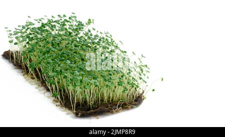 Chia Sprossen mit grünen Blättern auf weißem Hintergrund, mikrogrün. Zusatz zu Salaten und Getränken, Entgiftung Stockfoto