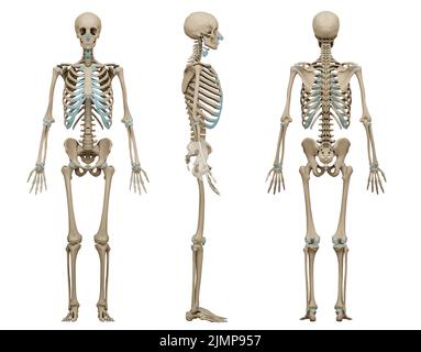 3D medizinisch akkurate Darstellung eines menschlichen Skeletts. Stockfoto