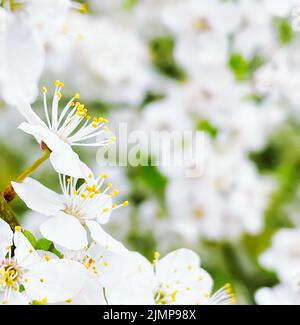 Blühender Baum im Frühlingsgarten, Blütenblüte am Ast, Schönheit in Natur und Landwirtschaft Stockfoto