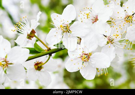 Blühender Baum im Frühlingsgarten, Blütenblüte am Ast, Schönheit in Natur und Landwirtschaft Stockfoto