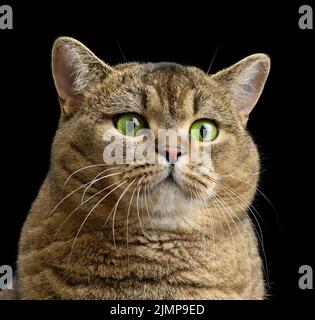 Die Erwachsene graue Katze Scottish Straight sitzt auf einem schwarzen Hintergrund. Traurige und wütende Schnauze Stockfoto