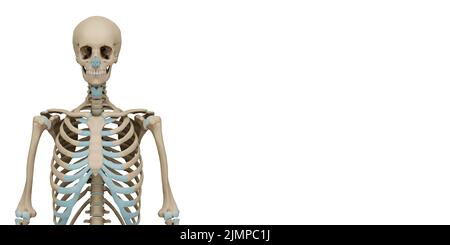 3D medizinisch akkurate Darstellung eines menschlichen Skeletts. Kopie des Speicherplatzes. Isoliert auf weißem Hintergrund. Stockfoto