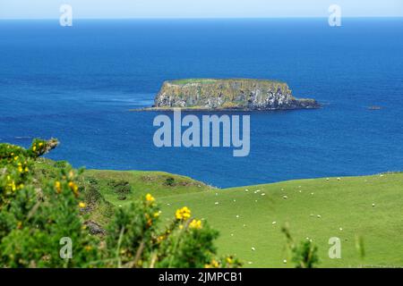 Landschaft, grasende Schafe, Carrick-a-Rede-Seilbrücke, Carraig A' Ráid, County Antrim, Nordirland, Tuaissteart Éireann, Vereinigtes Königreich, Europa Stockfoto