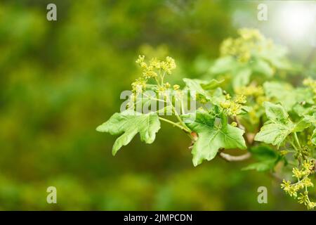 Blühender Ahorn Acer campestre im Frühjahr am Feldrand Stockfoto