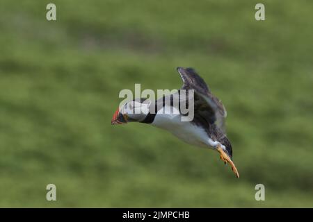 Atlantischer Papageientaucher im Flug mit grünem Hintergrund auf der Insel Skomer. Stockfoto