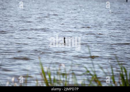 Doppelcrestkormoran (Phalacrocorax auritus) schwimmt im Wasser gerade hinter unscharfem hohen Gras weg Stockfoto