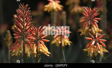 Eine Aloe Vera Fackel Lilie in Blüte - Shot in einem Garten in Ägypten - Dies war eine lokale Aloe Vera Pflanze - Fackel Lilie wird auch Red Hot Poker genannt Stockfoto