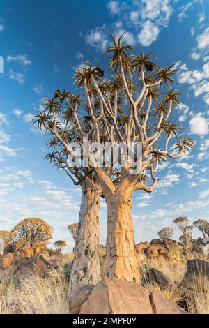 Landschaft aus Köcherbäumen, die zwischen Felsbrocken auf dem Boden wachsen, Namibia Stockfoto