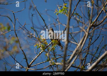 Neugierige weibliche Rotflügelamsel (Agelaius phoeniceus), die von ihrem Barsch aus auf einen Ast blickt Stockfoto