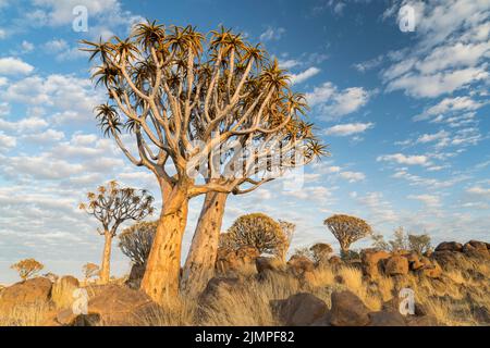 Landschaft aus Köcherbäumen, die zwischen Felsbrocken auf dem Boden wachsen, Namibia Stockfoto