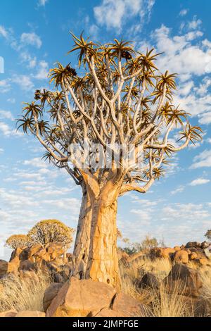 Landschaft aus Köcherbäumen, die zwischen Felsbrocken auf dem Boden wachsen, Namibia Stockfoto