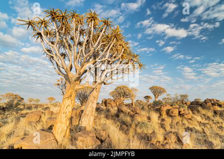 Landschaft aus Köcherbäumen, die zwischen Felsbrocken auf dem Boden wachsen, Namibia Stockfoto