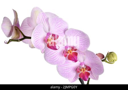 Rosa Orchidee Stockfoto