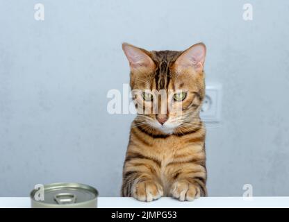 Bengalkatze und eine Dose Katzenfutter auf dem Tisch Stockfoto