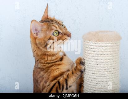 Bengalkatze schärft ihre Krallen mit einem Jute-Seil an einer Stange Stockfoto