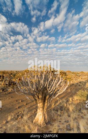 Landschaft aus Köcherbäumen, die zwischen Felsbrocken auf dem Boden wachsen, Namibia Stockfoto