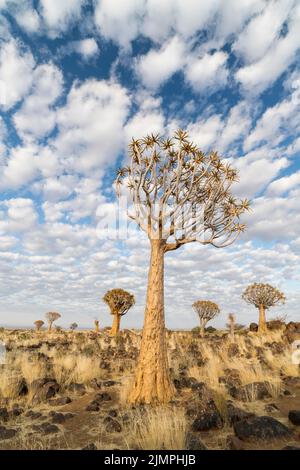 Landschaft aus Köcherbäumen, die zwischen Felsbrocken auf dem Boden wachsen, Namibia Stockfoto