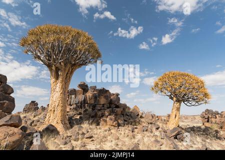 Landschaft aus Köcherbäumen, die zwischen Felsbrocken auf dem Boden wachsen, Namibia Stockfoto