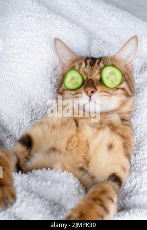 Lustige Katze, die im Spa relaxt. Katze mit einem Stück Gurke vor ihren Augen Stockfoto