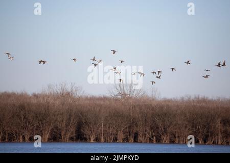 Große Schar von Stockenten (Anas platyrhynchos) und Enten (Mareca strepera) mit amerikanischen Wirren (Mareca americana) im Flug Stockfoto