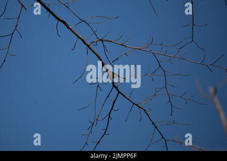 Spizella passerina (Spizella passerina), teilweise versteckt hinter einem Baumglied Stockfoto