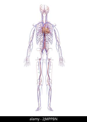 Das menschliche Kreislaufsystem und das Herz-Kreislauf-System sind das Herz, das Blut und die Blutgefäße.3D Abbildung. Isolation auf weißem Hintergrund. Stockfoto