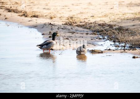 Alarm Stockard drake (Anas platyrhynchos) in der Nähe einer ruhenden Henne am Ufer Stockfoto