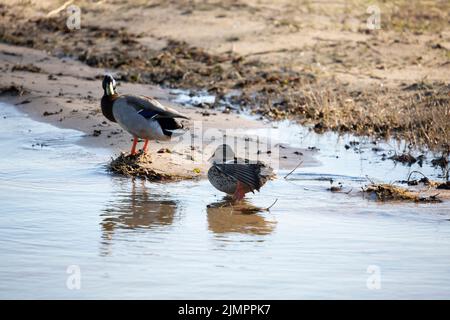 Mallard Henne (Anas platyrhynchos), die in der Nähe eines Stockard drake ruht Stockfoto