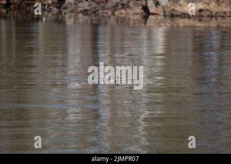 Der Rattenschnabel (Podilymbus podiceps) schaut sich neugierig um, während er schwimmt Stockfoto