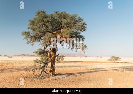 Sozialer Weber, Philetairus socius, zeigt großes kommunales Nest im Baum, Etosha, Namibia, 19. Juli 2022 Stockfoto