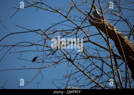 Neugieriger Spizella passerina (Spizella passerina), der sich von seinem Barsch aus auf einem Ast umsieht Stockfoto