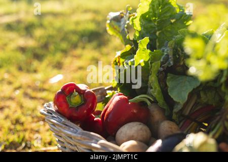 Nahaufnahme von Salat, roten Paprika und Kartoffeln im Weidenkorb auf der Bio-Farm an sonnigen Tagen Stockfoto