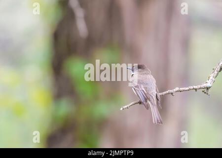 Eastern phoebe (Sayornis phoebe) sitzt auf einem Ast. Der National Historical Park von Ohio Canal und der Stadt. Maryland. USA Stockfoto