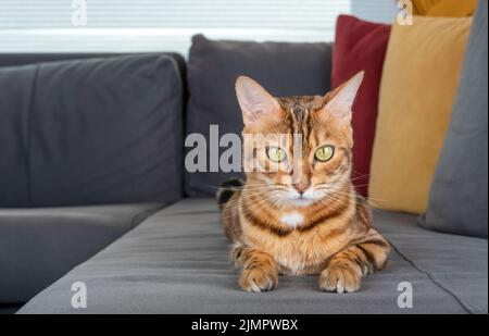 Bengalkatze sitzt auf dem Sofa im Wohnzimmer Stockfoto