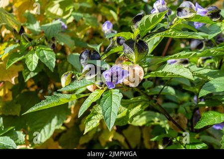 Eine bläuliche Blume mit dunkleren Markierungen um die Mitte einer Shoofliegenpflanze, Nicandra physialoides. Hinter der Blume sieht man das Grün und das BL Stockfoto