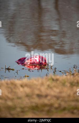 Entflammener roter Mylar-Ballon, der in der Nähe des Wasserrandes schwimmt Stockfoto