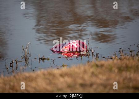 Entflammener roter Mylar-Ballon, der in der Nähe des Wasserrandes schwimmt Stockfoto