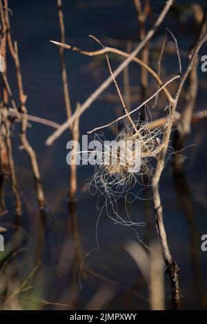 Verwickelte Angelschnur in einer Kugel in der Nähe von Pflanzen, die aus flachem Wasser ragen Stockfoto