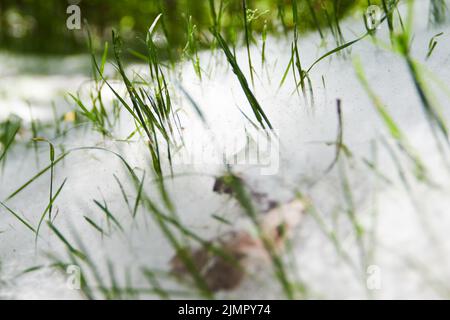 Pappel Flusen auf dem Boden mit Gras, abstrakte Natur Stockfoto
