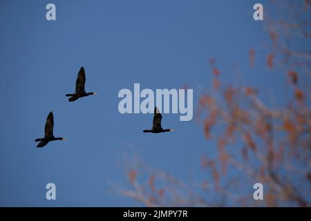 Three double-crested cormorants (Phalacrocorax auritus) flying through a pretty, blue sky Stockfoto