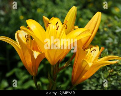 Im Hochsommer in einem Garten in Ottawa, Ontario, Kanada, ein atemberaubendes Goldgelb einer Lilie (Lilium bulbiferum). Stockfoto