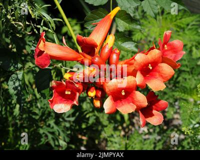 Tiefrote Trompetenblüten (Campsis radicans) und Knospen in einem Garten in Ottawa, Ontario, Kanada. Stockfoto