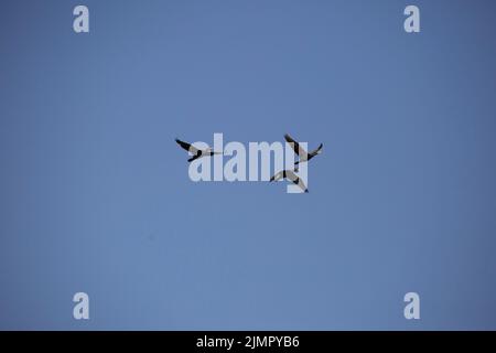Three double-crested cormorants (Phalacrocorax auritus) flying through a pretty, blue sky Stockfoto