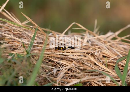Gelbbeinige Schlammtaubenwespe (Sceliphron caementarium) auf trockenem Gras Stockfoto