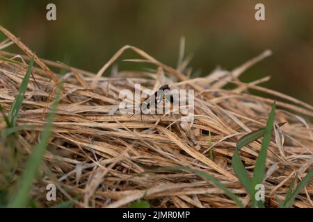 Gelbbeinige Schlammtaubenwespe (Sceliphron caementarium) auf trockenem Gras Stockfoto