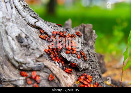 Rote Käfer. Eine Käfer-Schar sitzt auf einem Baumstumpf. Insekten in der Sonne. Stockfoto