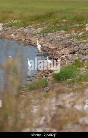 Vier verschneite Reiher (Egretta thula) jagen im flachen Wasser mit einem Silberreiher (Ardea alba) und einem versteckten Blaureiher (Ardea herodias) Stockfoto