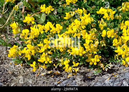 Vogelfuß-Trefoil (Lotus corniculatus), Nahaufnahme der gelbblühenden Pflanze, die vom Grasrand über den Gehweg wächst. Stockfoto