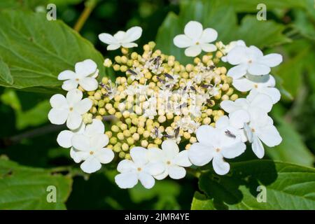 Guelderrose (Viburnum opulus), Nahaufnahme mit einem einzigen großen flachen Blütenkopf des häufig gepflanzten Strauches. Stockfoto